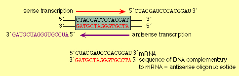 formula of antisense