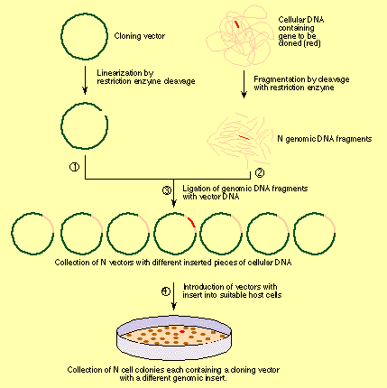 Gene Cloning Steps