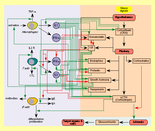 Hypothalamus Function
